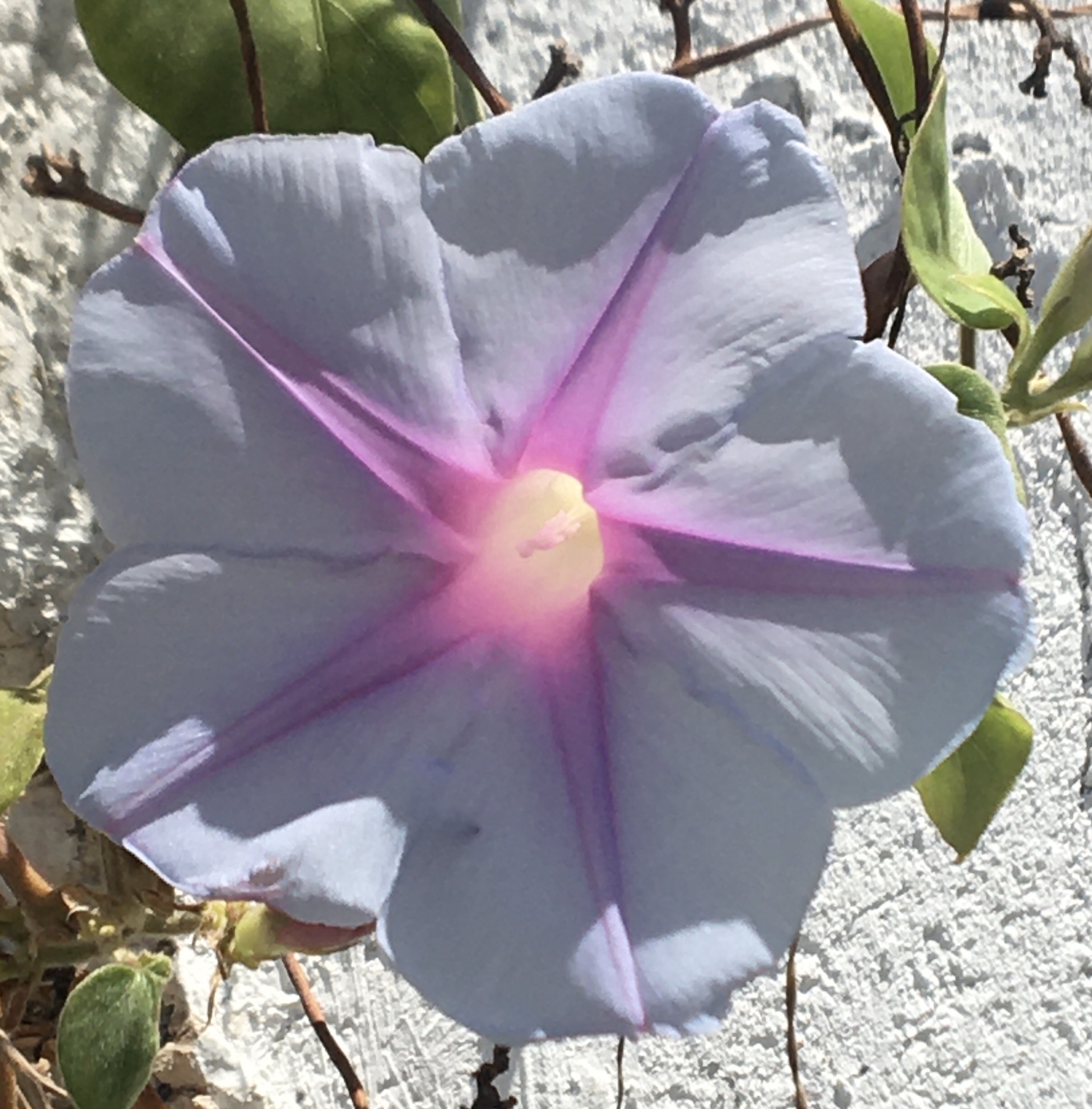 Is Boris on course “To Get Brexit Done”?